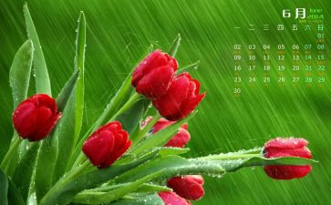 6月的工作计划最新5篇