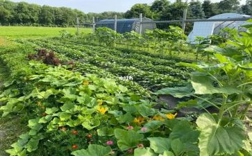 关于湘菜的演讲稿800字模板8篇