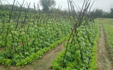 蔬菜调研报告5篇