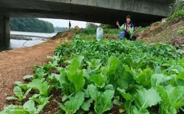 介绍菜的演讲稿精选7篇