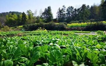 介绍菜的演讲稿推荐6篇