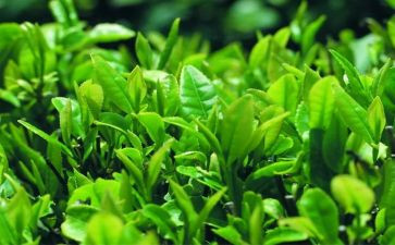 关于对茶的调研报告范文5篇