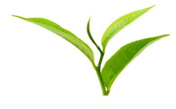 有关茶的调查报告优质8篇