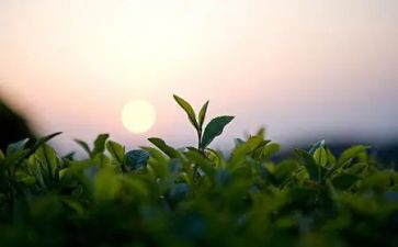 幼儿园茶活动方案6篇