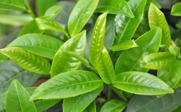 茶艺月总结7篇