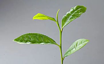 茶的工作计划范文最新5篇