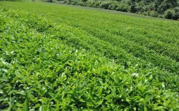 茶心得体会200字7篇