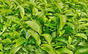 茶心得体会500字6篇