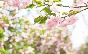 青春期教育班会课教案8篇