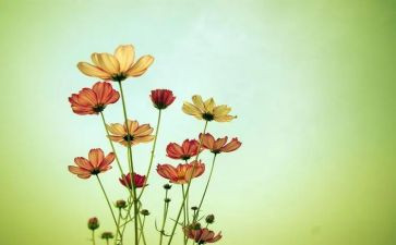 朝花夕拾的读书心得体会最新5篇