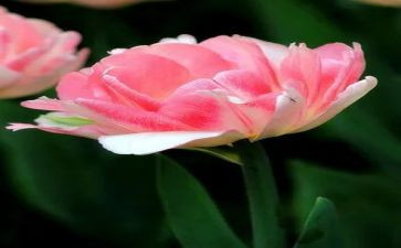 花满分作文优秀5篇