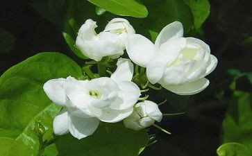 音乐课《茉莉花》教案8篇
