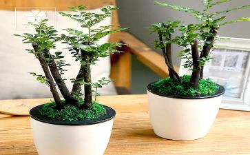 《绿》的读后感300字模板8篇