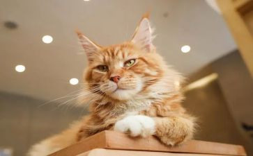 我是一个猫作文参考5篇