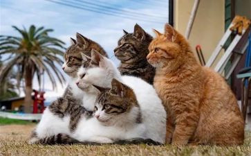 狗·猫鼠的读后感600字5篇