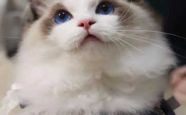 二年级写猫的作文6篇