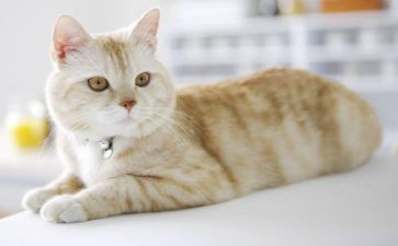狗,猫鼠读后感5篇