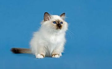老鼠画猫的教案优秀5篇