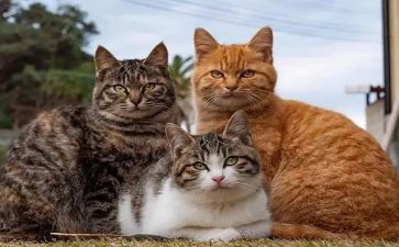 老鼠画猫的教案8篇