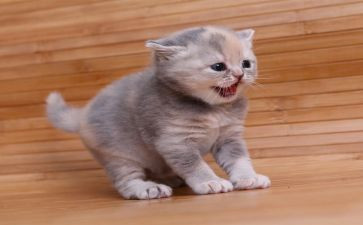 狗,猫鼠读后感通用6篇