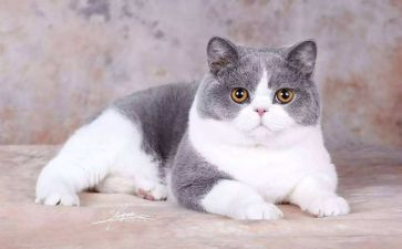 小班音乐《猫和老鼠》教案5篇