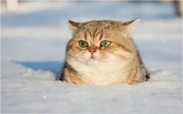 小班躲猫猫教案7篇