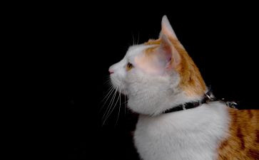 中班小猫钓鱼教案5篇