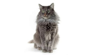 幼儿园小班小花猫教案6篇