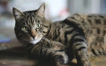 狗猫鼠的阅读后感优质7篇