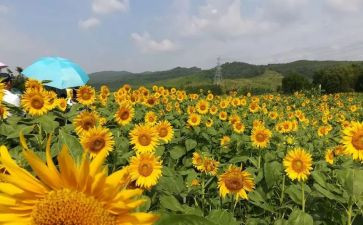 中班美术教案反思6篇