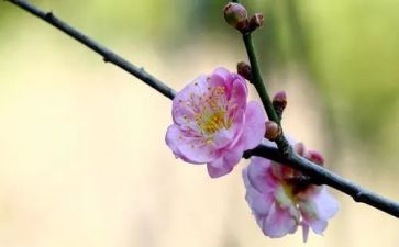 议梅花作文参考6篇