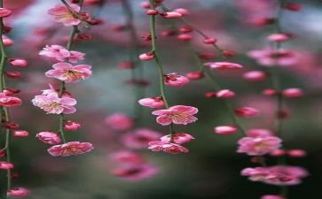 梅花优秀作文8篇