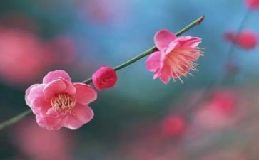 梅花优秀作文精选7篇