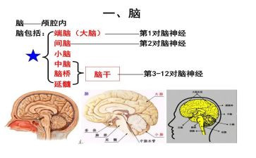 脑外科护士自我鉴定6篇