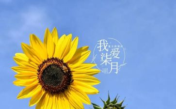 七月工作总结8篇