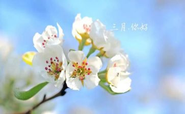 蒙氏三月份工作总结5篇
