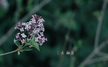小班三月计划6篇