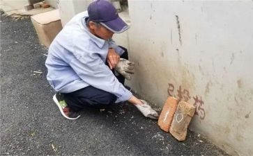 局除四害工作计划5篇