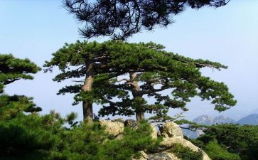 小松鼠找花生教案精选6篇