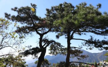 小松鼠找花生教案8篇