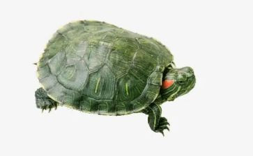 我的乌龟400字作文8篇
