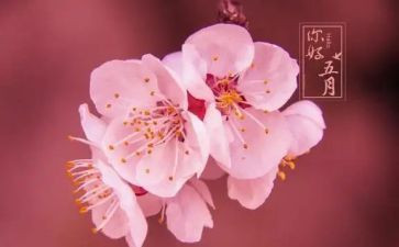 幼儿园中班五月份工作计划5篇