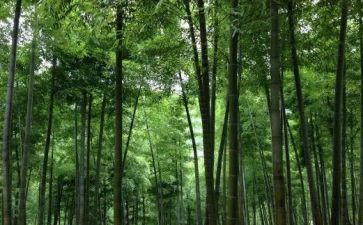 写物的作文500字精选7篇