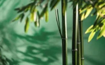 写物的作文400字参考5篇