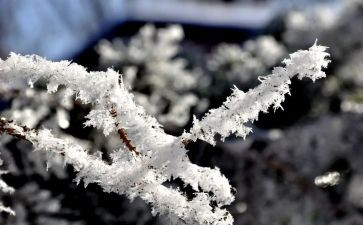 雪作文四百五十字5篇
