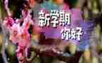一学期总结作文优秀5篇