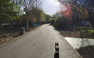 一步一步走啊走小班教案5篇