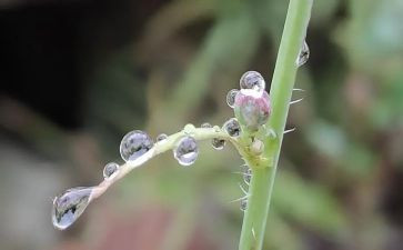 雨作文范文模板8篇