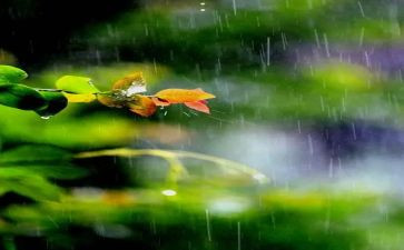 雨天的军训心得体会8篇