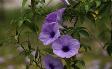 小学生植物作文模板6篇